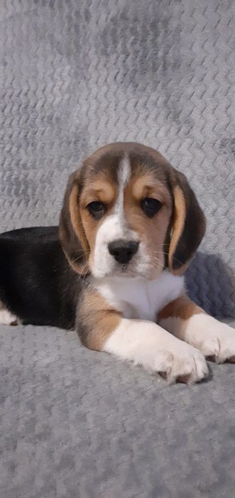 Beagle- piękny piesek