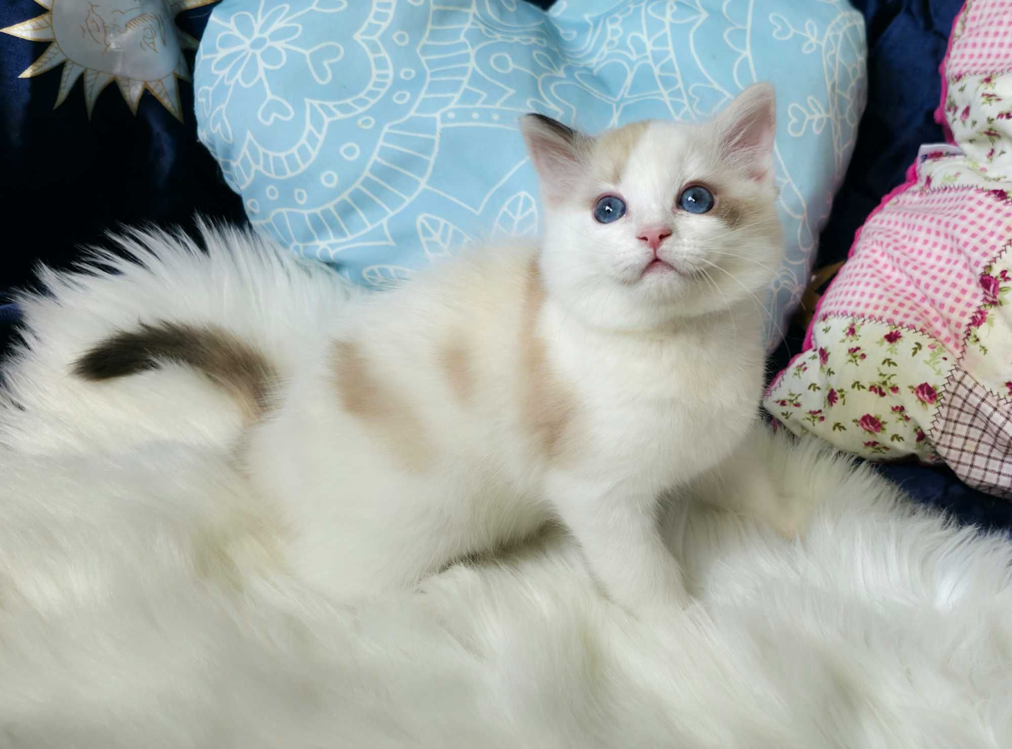 Piękna kotka Ragdoll seal bicolor szylkretowa