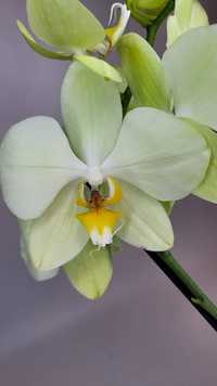 Орхідея, Орхідеї Фаленопсис