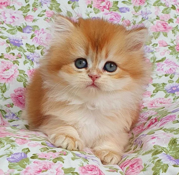 Золоті Британські довгошерсті хлопчик Круасан та Карамелька