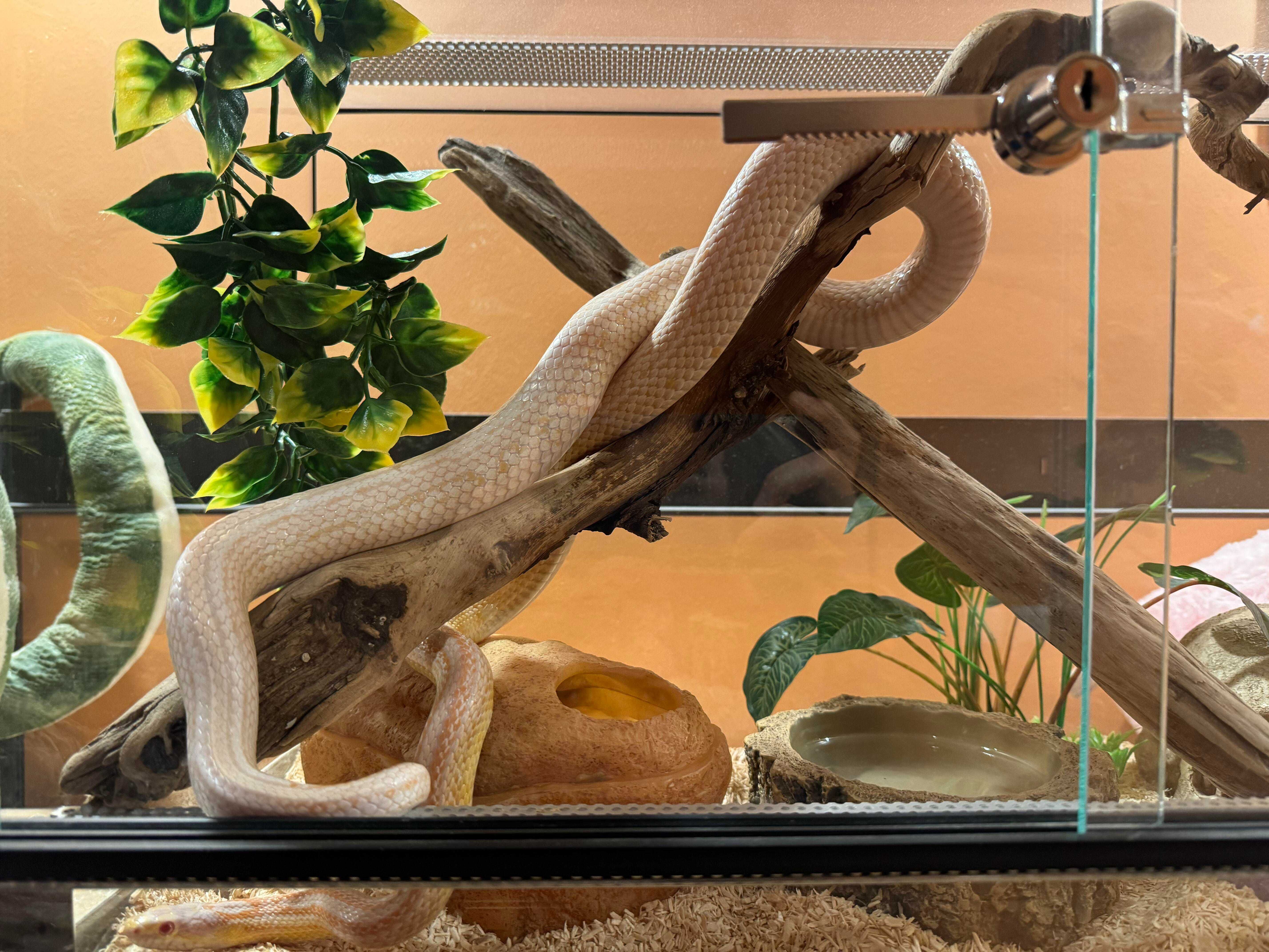 Wąż zbożowy albino + terrarium i wyposażenie!