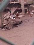 Patos Roen lindos