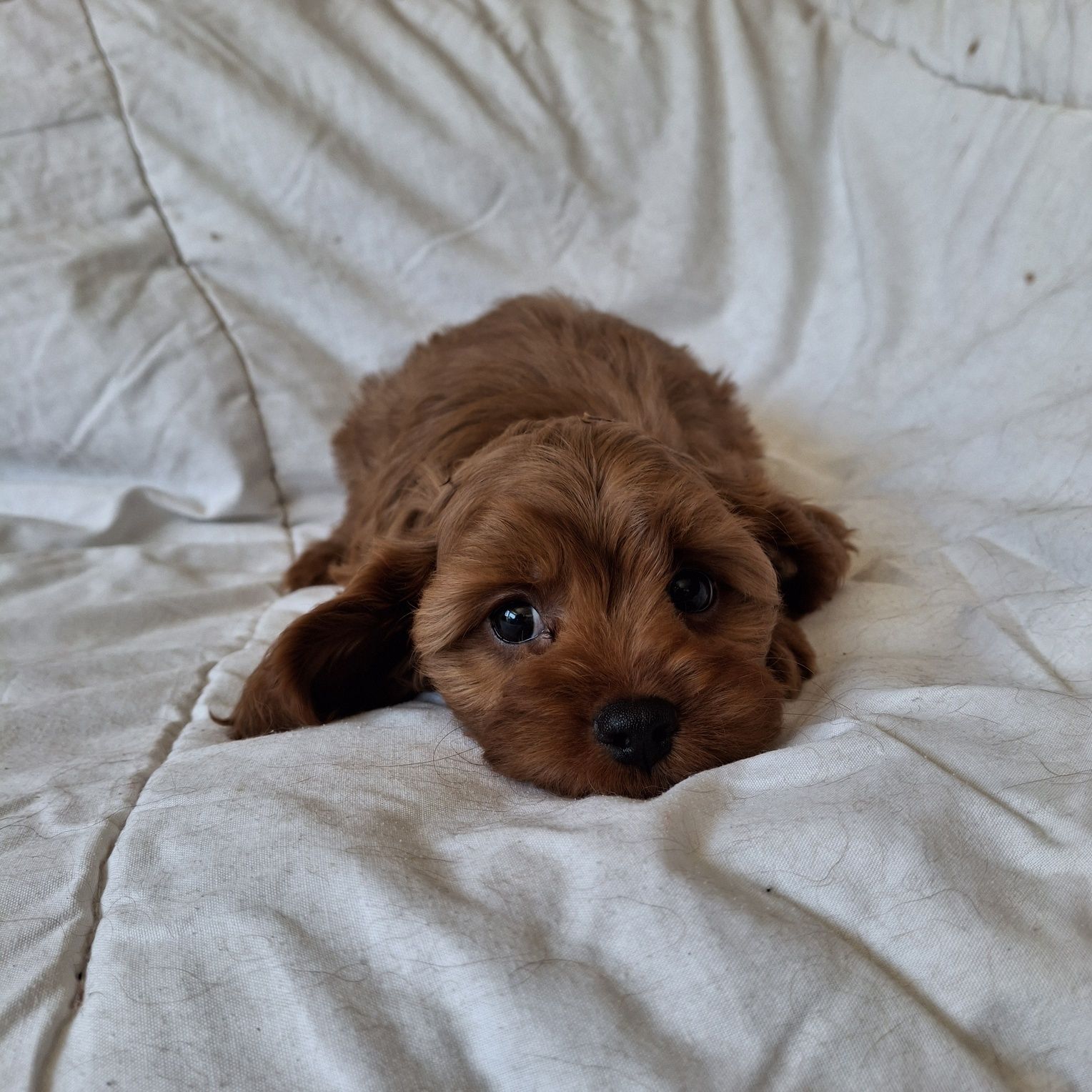 Cavapoo po wszystkich szczepieniach