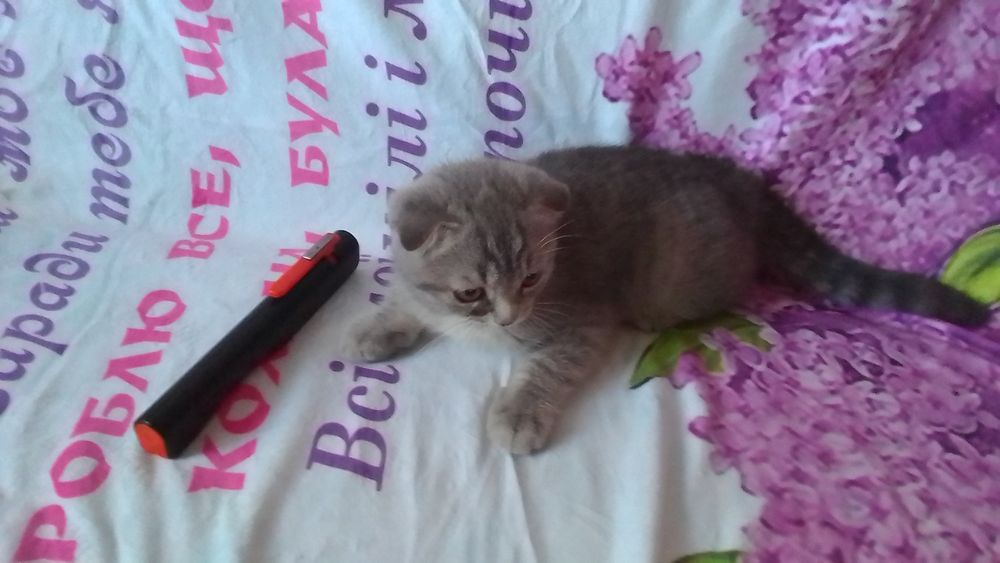 Продам шотландське кошеня.