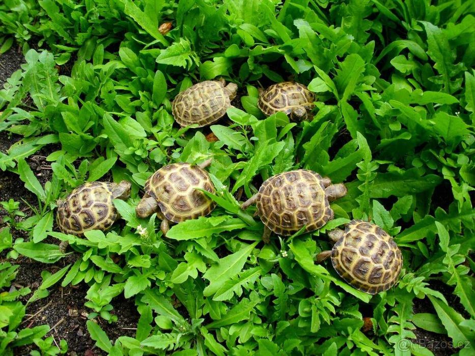 Terrarium dla żółwia lądowego greckiego i obrzeżonego