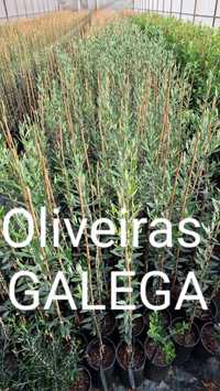 Oliveiras Galega