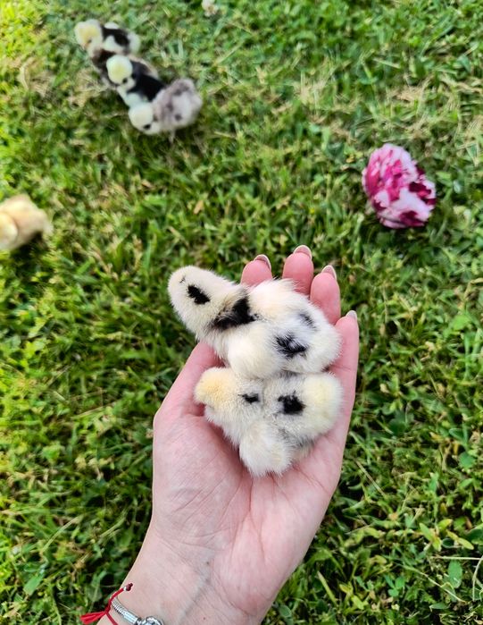 Jajka lęgowe lęgi jaja silki silka USA kurczęta