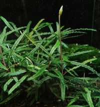 Bucephalandra Catherine Roslina Krewetkarium