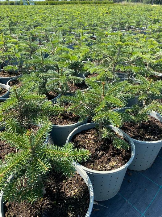 Jodła  Kaukaska w donicy do ogrodu Abies Nordmann