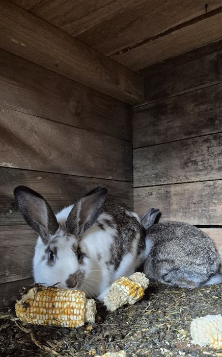 Królik hodowlany/domowy samiec/samica