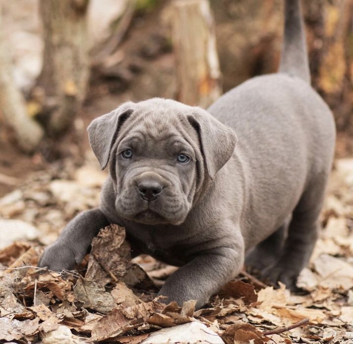 Не загуби шанс придбати-одного знайкращих щенят