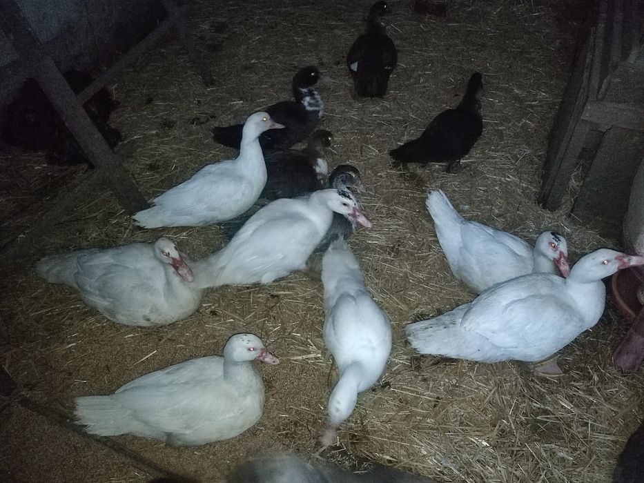 Kaczki francuskie różne kolory.