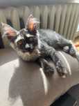Maine coon kocica