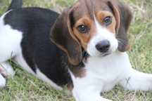 Beagles espetaculares