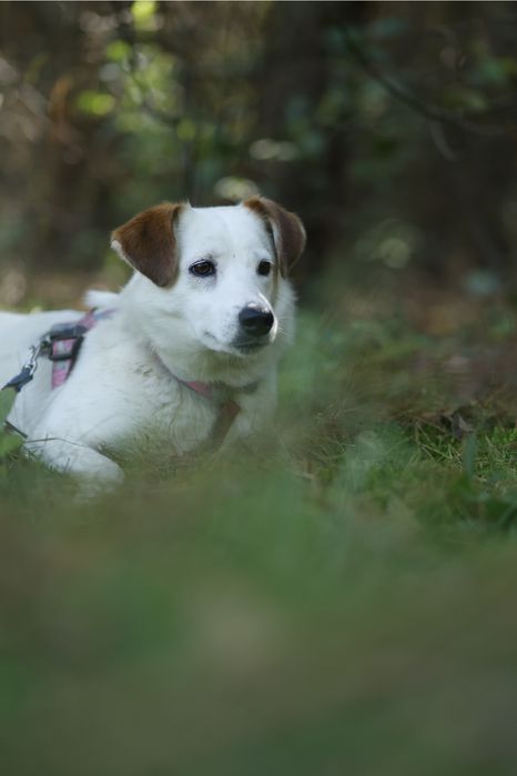 Delikatna piękność czyli Kimczi poleca się do adopcji