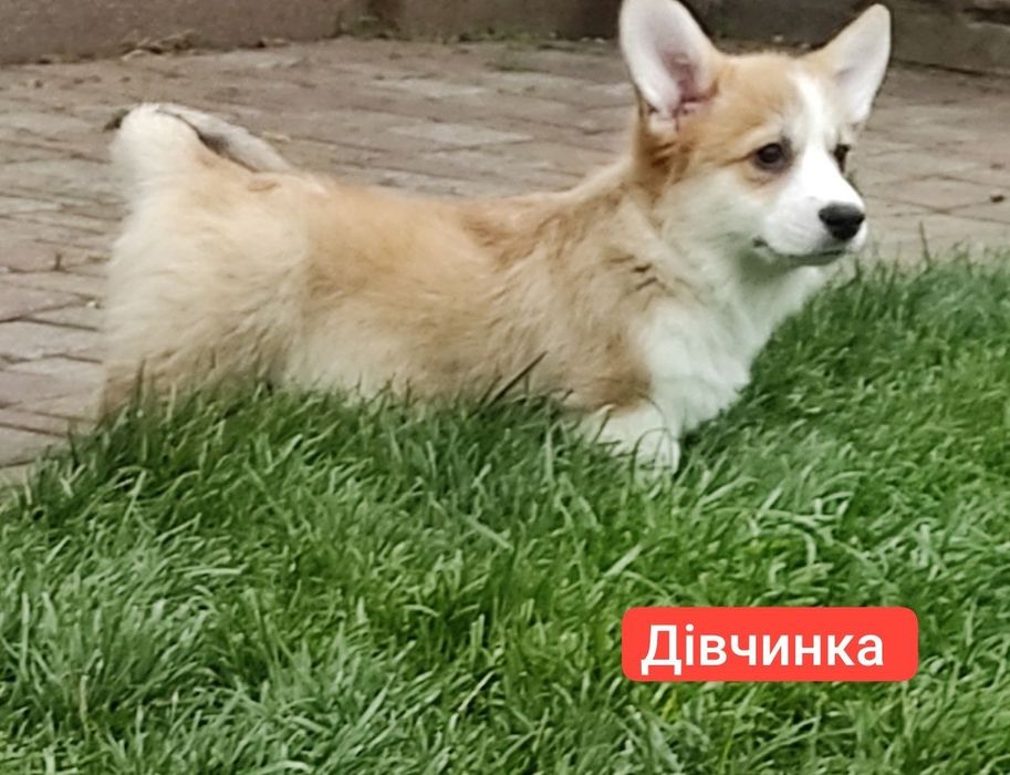 Маленькі коргі з великими серцями