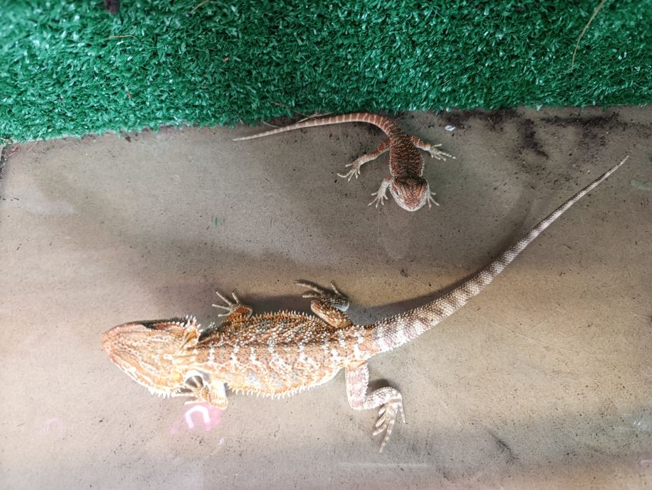 Młoda agama brodata