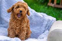 Pudel toy mały piesek pies samiec poodle paszport