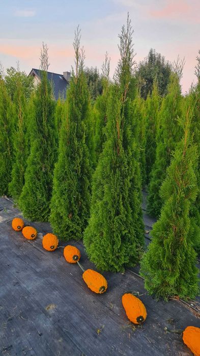 Sprzedam Thuje Szmaragd