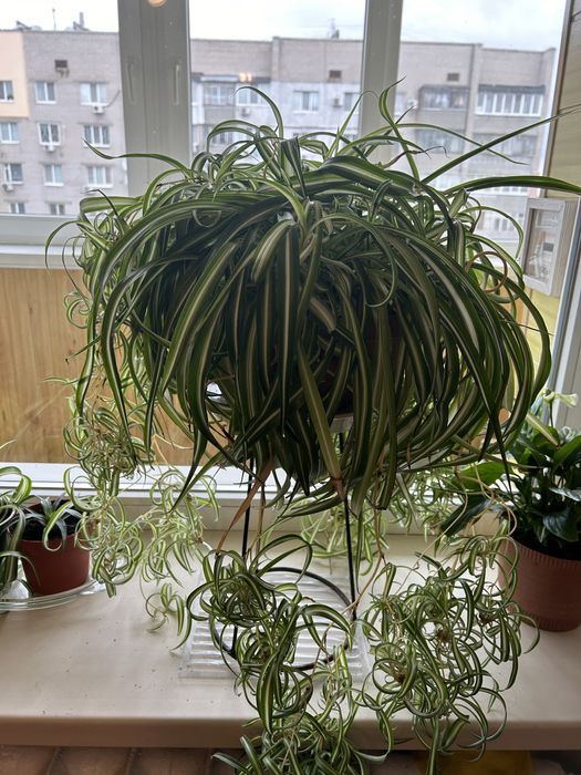 Хлорофитум кудрявый. Высота 30 см, ширина 50 см