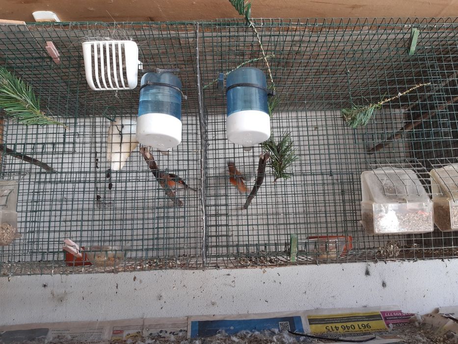 Viveiros de Rede para Aves