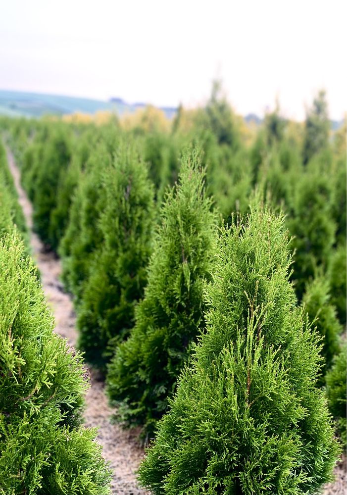 Gęsta TUJA SZMARAGD 100-110cm Producent*Sadzenie (tuje, thuje thuja)