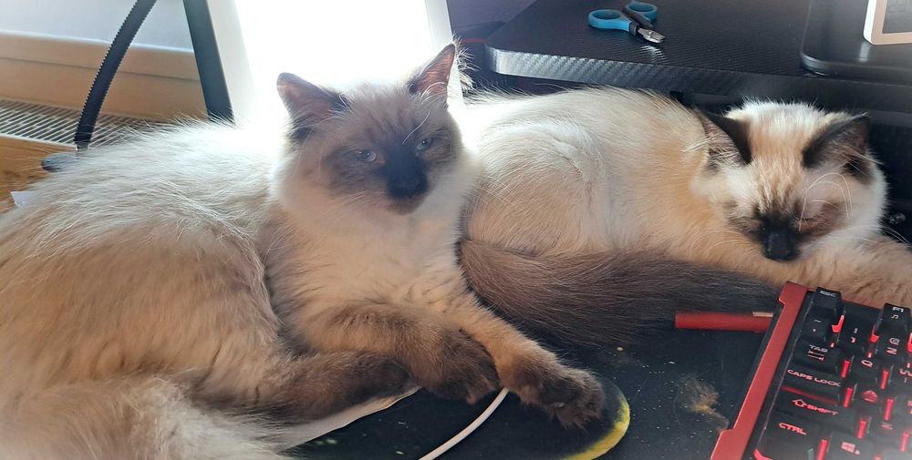 Kotka Neva Masquerade – spokojna, zielony obserwator, Misty