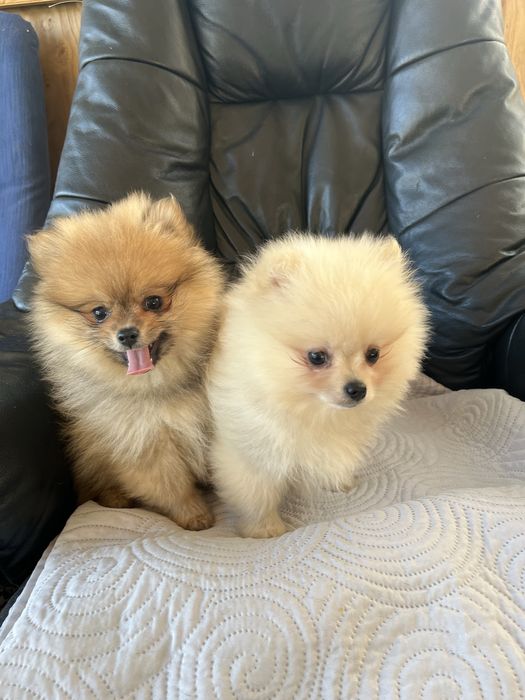 Szpic miniaturowy pomeranian piesek