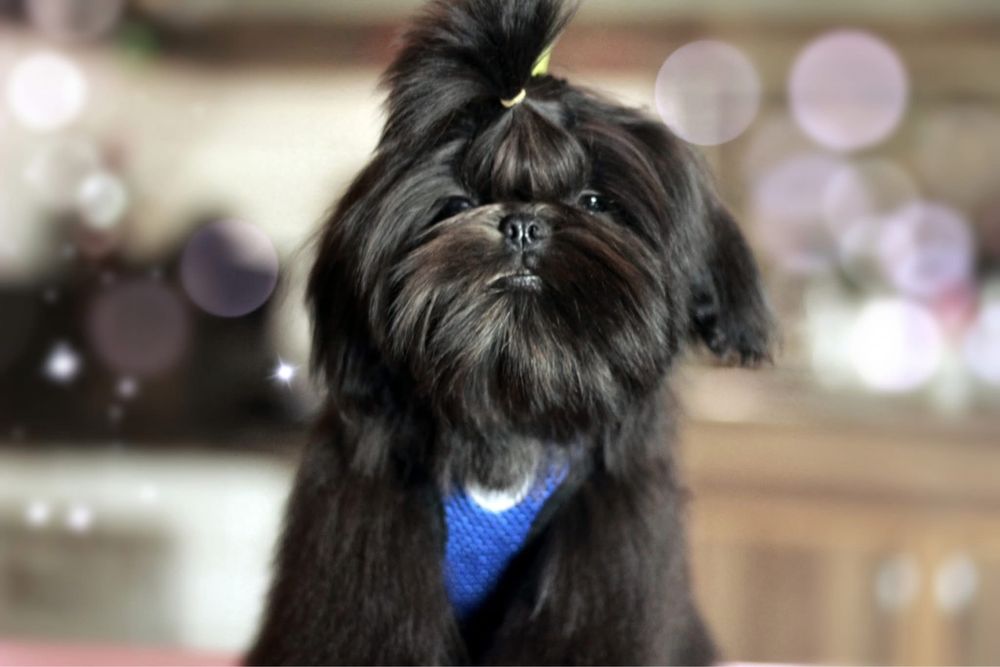 Urocza czekoladowa dziewczynka Shih-tzu