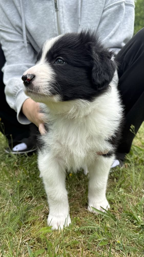Border Collie - Leśna Polana