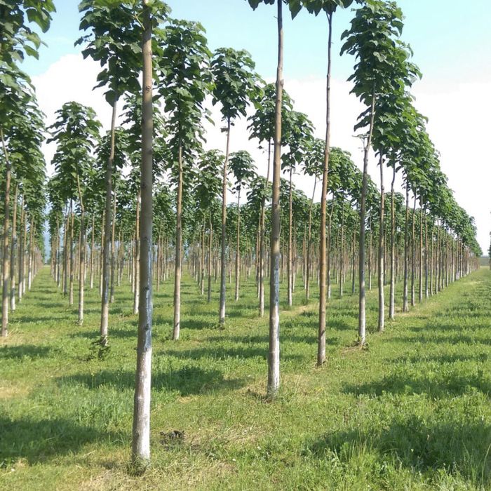 Однорічна промислова Павловнія із насіння сорт PaoTong07 Павловния 1см