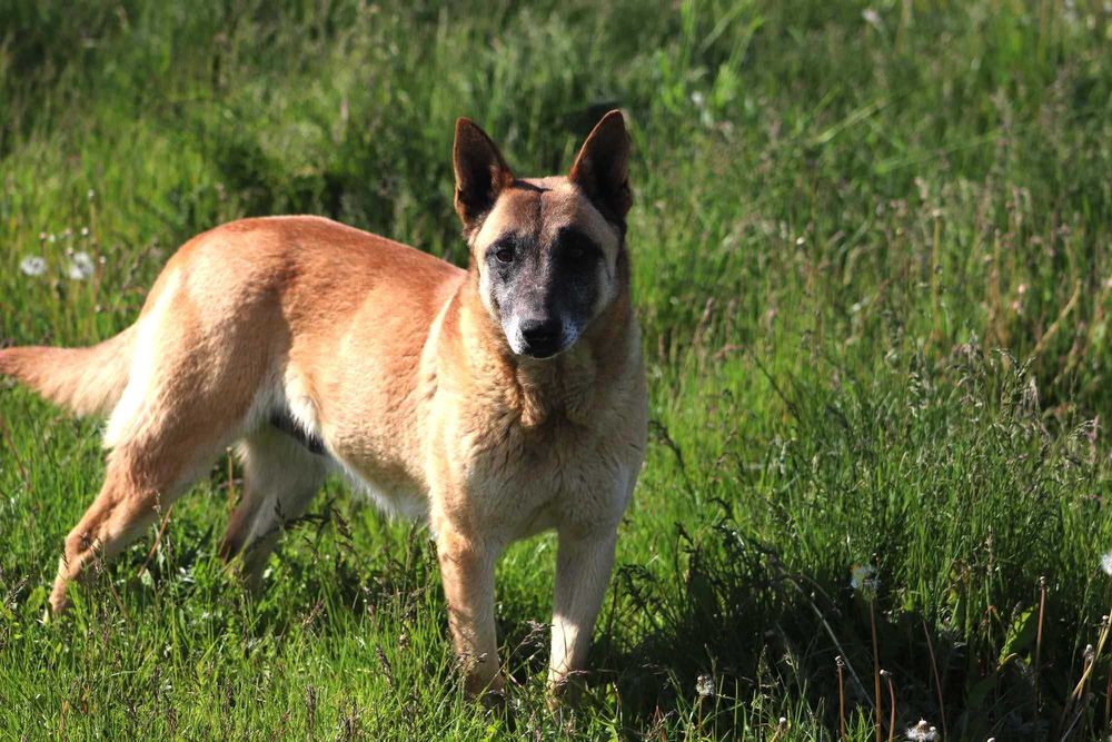 Pokochaj i adoptuj uroczą psią dame