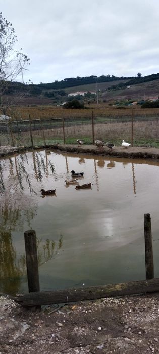 Vende-se Gansos e patos Rouen
