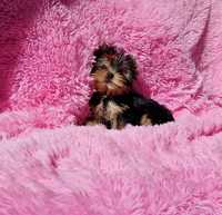 york yorki yorkshire terrier