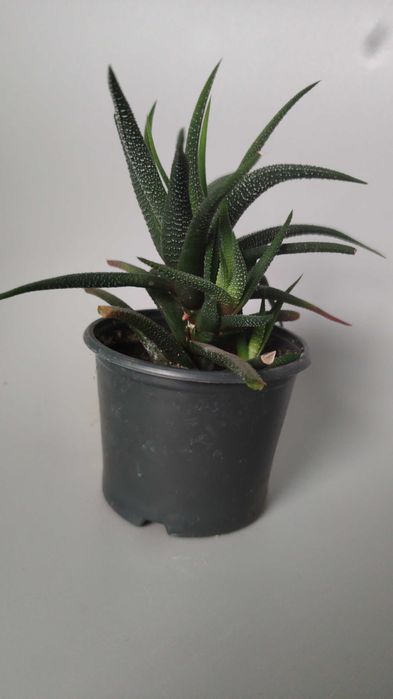 Хавортія рослина безкоштовно