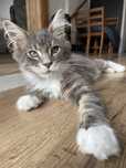 Kocurek Maine Coon - rodowód FPL/FiFE