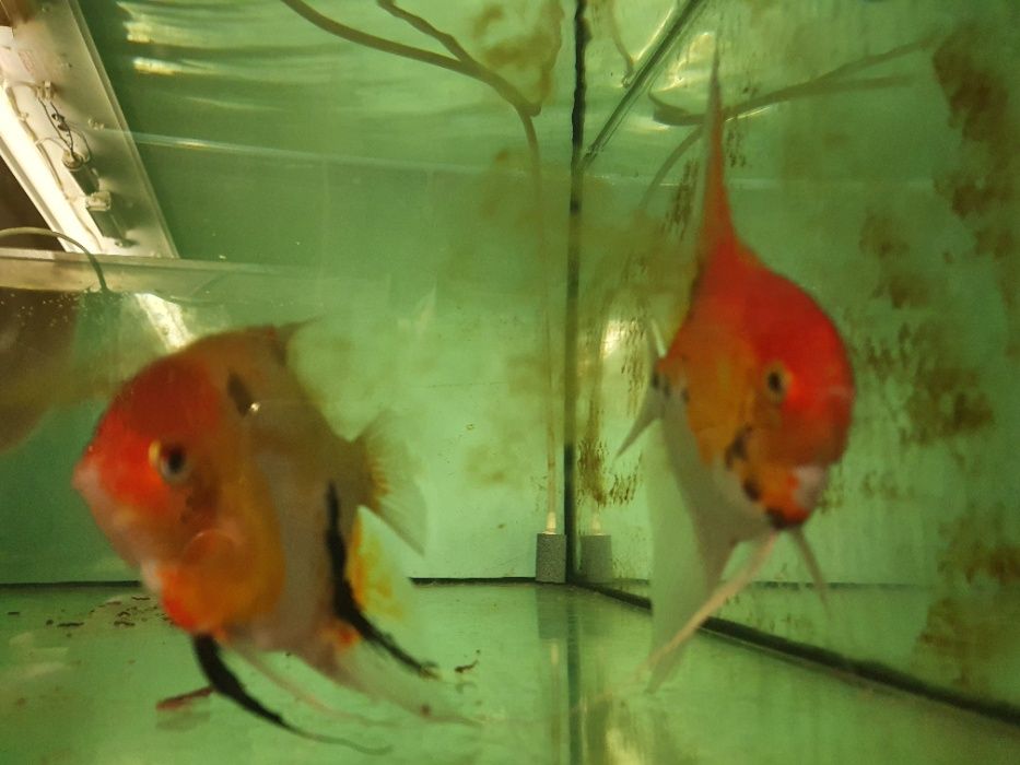 Skalar Red Devil ok 3 CM, real foto rodziców dużo ryb W-wa od Tapajos