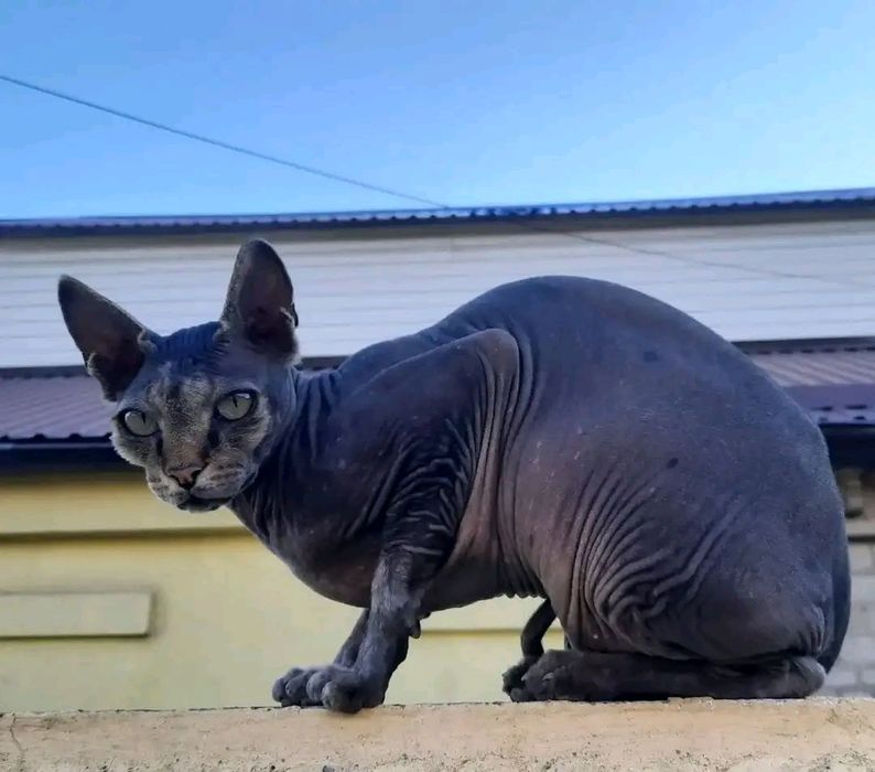 Загубився кіт породи сфінкс, хлопчик, кастрований, окрас сірий.