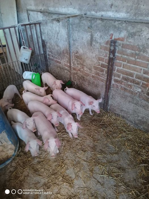 Prosięta do dalszej hodowli