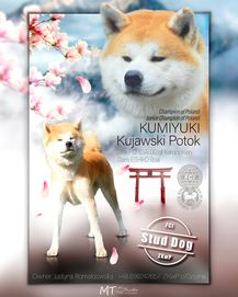 Akita Reproduktor Champion FCI