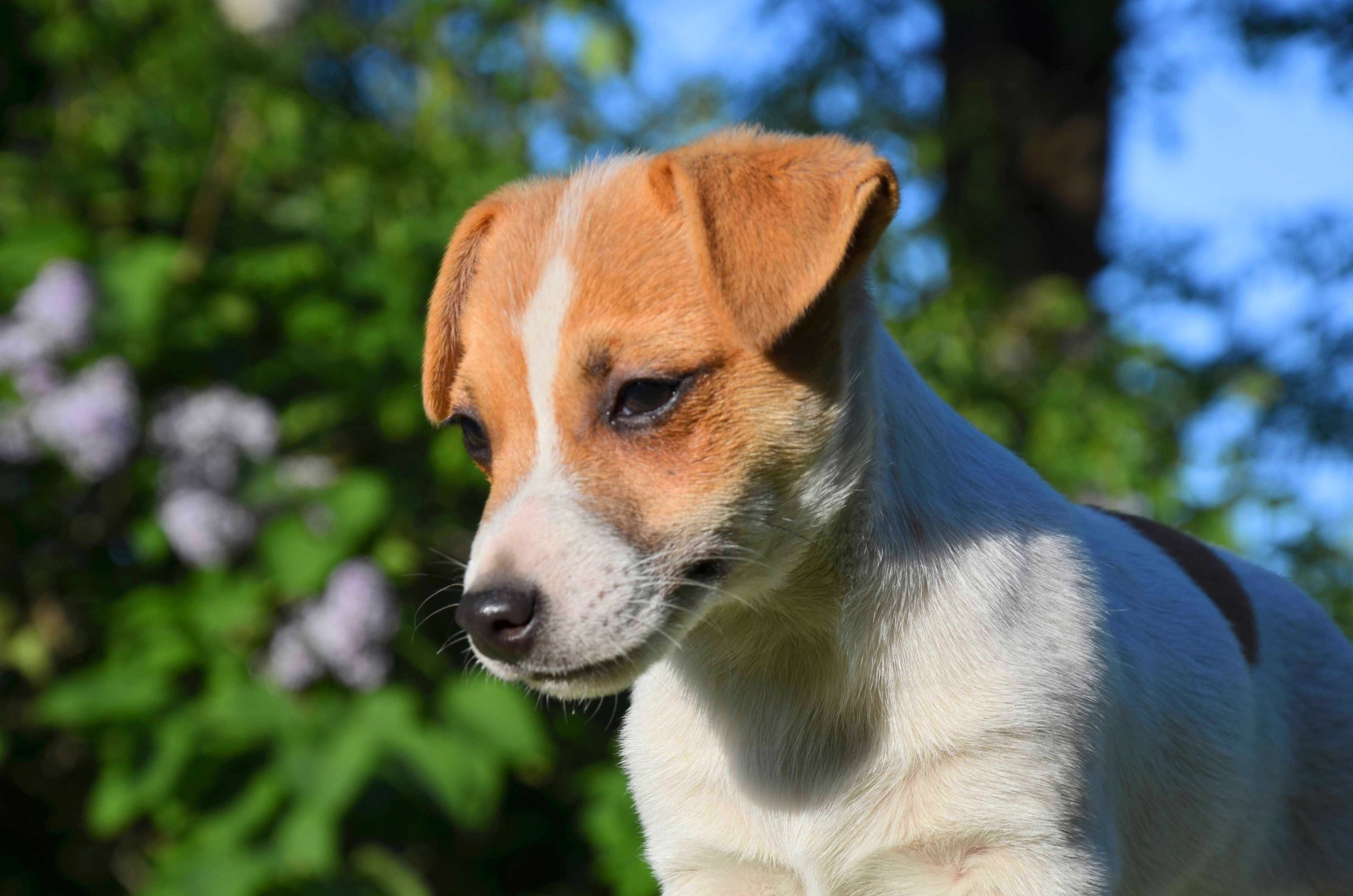 JACK RUSSELL TERRIER gładkowłosa suczka ZKwP/FCI do odbioru