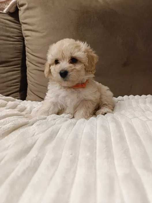 Poodle branco disponível