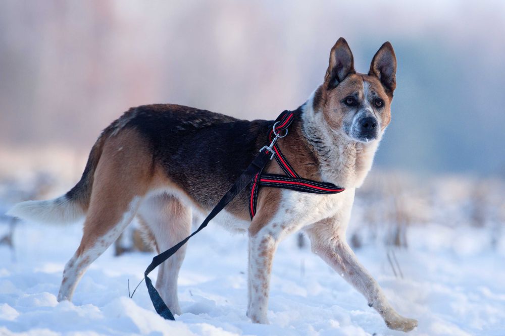 Ada-pięknie umaszczona sunia szuka domu [FILM]