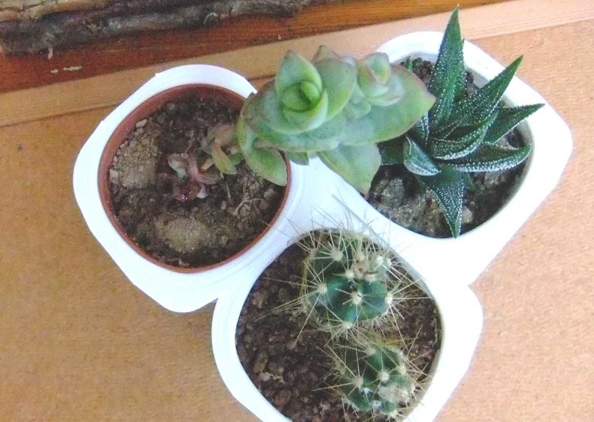 Conjunto 6 cactos/suculentas