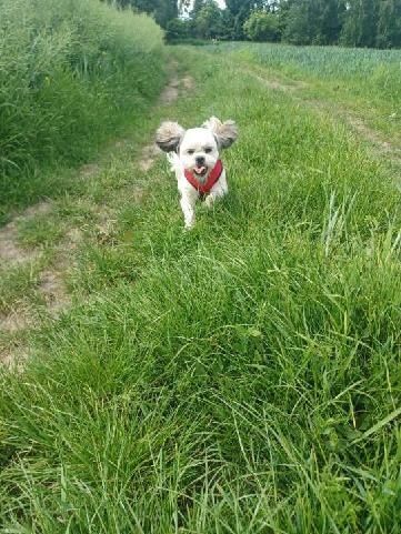 Sprzedam suczkę shihtzu.