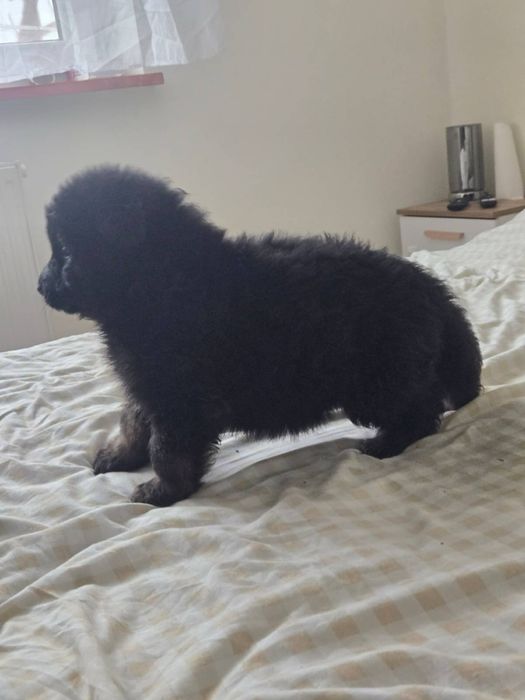 Witam sprzedam Suczke  Owczarek Niemiecki Dlugowlosy