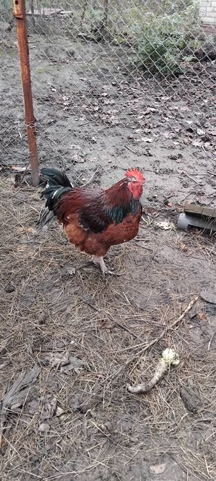 Продам півня Лівенська ситцева.