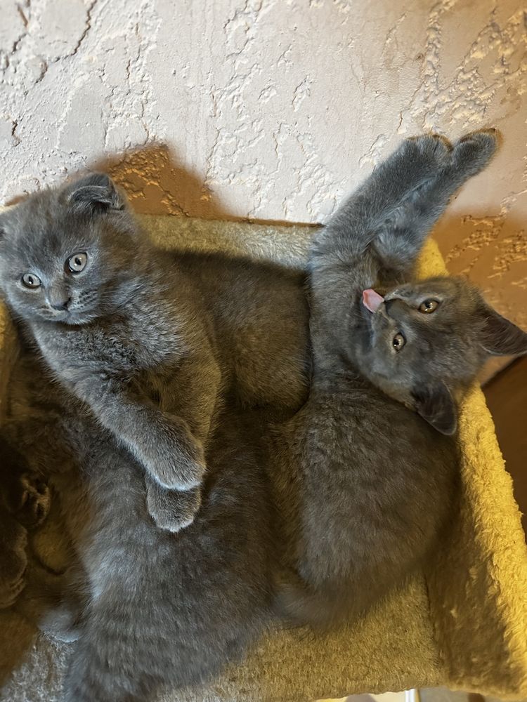 Котики#Шотландці