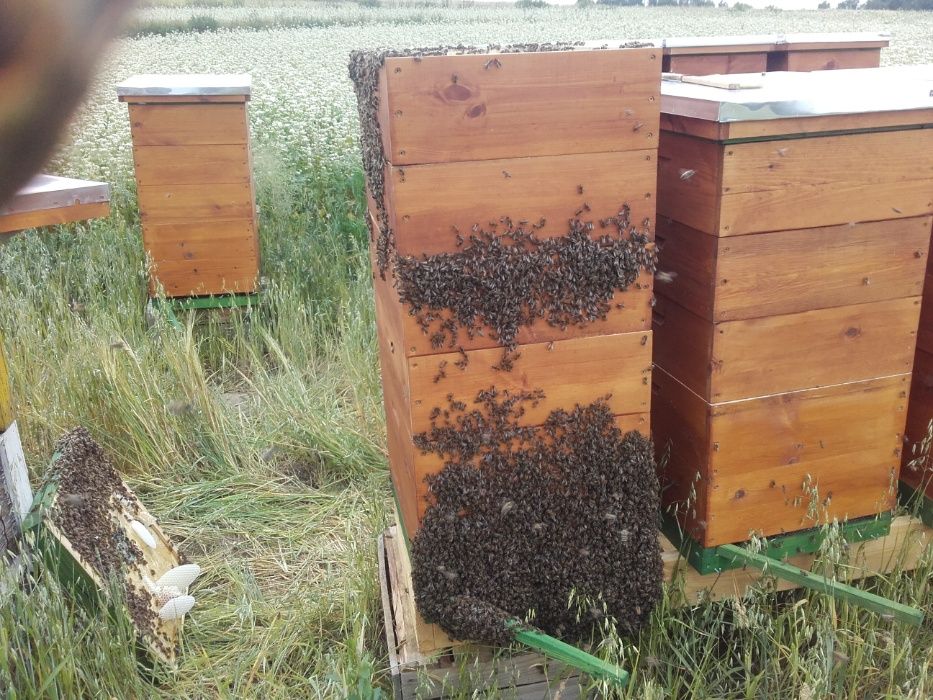 Pszczoły rodzine pszczele ramka dadant