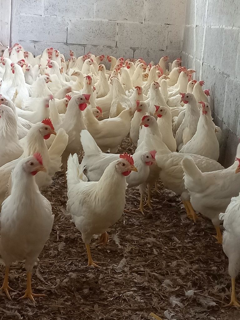 Sprzedam Leghorny 22 tygodniowe oraz Zielononóżki. Wysyłka